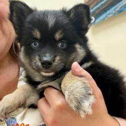 Little Dipper - Black and white female Pomsky puppy in Titusville, Florida from River Enz Pomskies