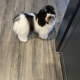 Havanese Puppies from Heartfelt Havanese