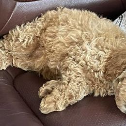 Poodles from Florida Miniature Poodles