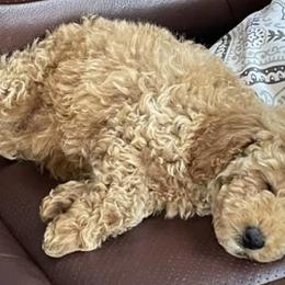 Poodles from Florida Miniature Poodles