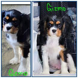 Gizmo - Tri-color male Cavalier King Charles Spaniel puppy in Rochelle, Illinois from Lakeview Cavaliers