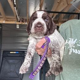 Purple - Liver and white female German Shorthaired Pointer puppy in Newton Grove, North Carolina from Wayalife Labradors & Gsp’s