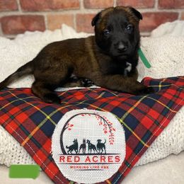 Belgian Malinois Puppies from Red Acres Working Line K9s