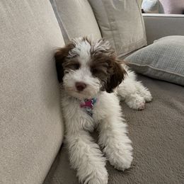 Bernedoodle and Goldendoodle Puppies from I Dream of Doodles