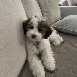 Bernedoodle and Goldendoodle Puppies from I Dream of Doodles