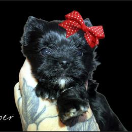 Harper - Black and gold female Yorkshire Terrier puppy in Warren, Michigan from Danielle's Yorkie & Shih Tzu Babies