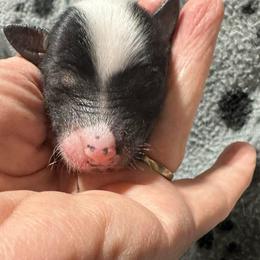 Girl 2 - Black and white female Chinese Crested puppy in Rockvale, Tennessee from Cosmic Chinese Cresteds & Wind-Echo Poodles