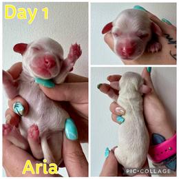 Aria - Cream female Dachshund puppy in Michigan from M.H.P Dachshunds