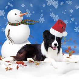 Border Collies from Bent Creek Border Collies