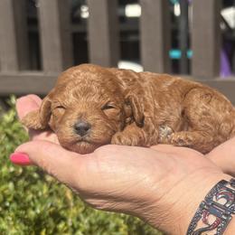 Tessa - Red  female Poodle puppy in Chattanooga, Tennessee from Ross Vegas Kennels