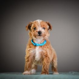 Seashell - Apricot female Schnoodle puppy in Caldwell, Idaho from Boise Doodle Co.