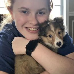 Shetland Sheepdog Puppies from Lone Star Sheltie
