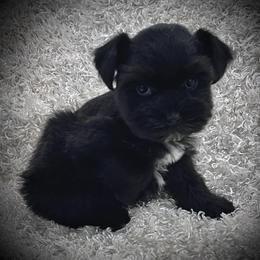 Small Black Male - Black male Miniature Schnauzer puppy in San Augustine, Texas from My Little Schnauzer Pals