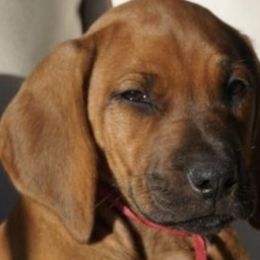 Rhodesian Ridgeback Puppies from Cape Ridge Rhodesian Ridgebacks
