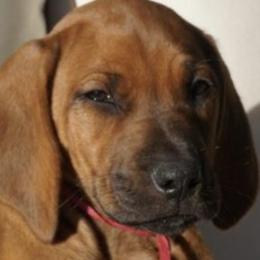 Rhodesian Ridgeback Puppies from Cape Ridge Rhodesian Ridgebacks