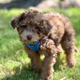 Brielle (The Brilliance in a Diamond) Chocolate Merle - Merle female Goldendoodle puppy in Forney, Texas from Diamond Doodle Pups and Poodles