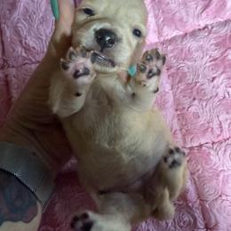 Poppy - Cream female Dachshund puppy in Salem, Oregon from Longdox Mini Dachshunds