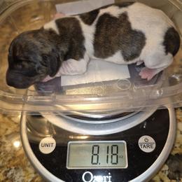 AKC Brindle piebald On reserve until thriving - Piebald male Dachshund puppy in Las Cruces, New Mexico from The Dachshund Den