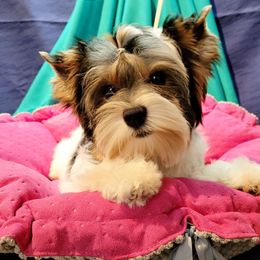 Biewer Terrier and Yorkshire Terrier Puppies from Yorkie Town California