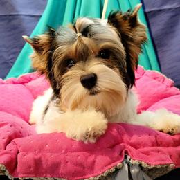 Biewer Terrier and Yorkshire Terrier Puppies from Yorkie Town California