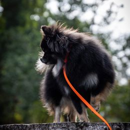 Pomeranians from Lucky Pine Kennels