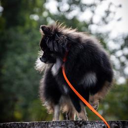 Pomeranians from Lucky Pine Kennels