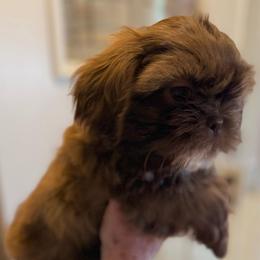 Tibby - Sable male Shih Tzu puppy in Victorville, California from Precioustzus