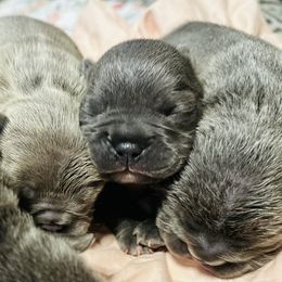 French Bulldog Puppies from French OG Los Ángeles