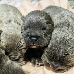 French Bulldog Puppies from French OG Los Ángeles