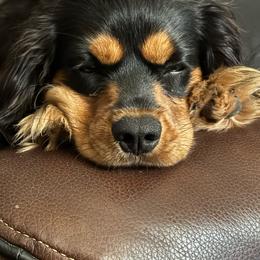 Owen - Cavalier King Charles Spaniel