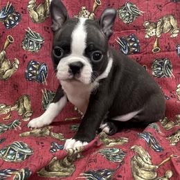 Bob - Black brindle and white male Boston Terrier puppy in Fillmore, Illinois from Wind Hill Puppies