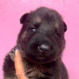 Pink - Black and tan female German Shepherd puppy in Grand Rivers, Kentucky from Von Frieden German Shepherds LLC