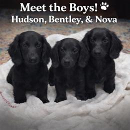 Bentley - Black male Dachshund puppy in Davison, Michigan from Brimstone Hollow Dachshunds