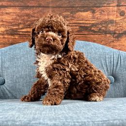 Dani - Brown and white female Cockapoo puppy in Lancaster, Missouri from Cavapoo Acres