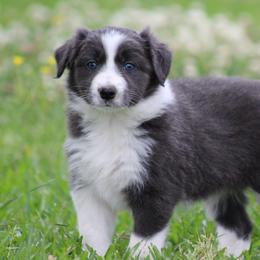 Slate girl - Slate female Border Collie puppy in Tylertown, Mississippi from Cool Meadow Farms