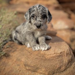 Aussiedoodle and Leopardoodle Puppies from A Puppy Crush