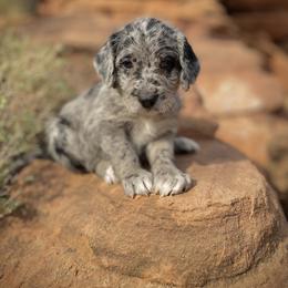 Aussiedoodle and Leopardoodle Puppies from A Puppy Crush