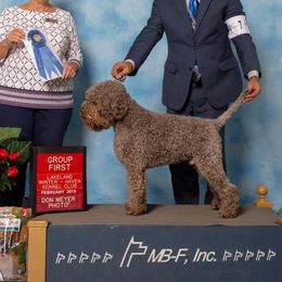 American Staffordshire Terriers, Dogo Argentinos, and Lagotti Romagnoli from Explicit Kennel