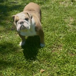 Pretty Girl - Bulldog