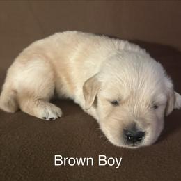 Brown Boy - Golden male Golden Retriever puppy in Sarasota, Florida from Chevaline Goldens