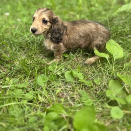 Dachshund Puppies from The long dogs of indiana