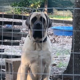 Mastiff All Grown Up from Southern Star English Mastiffs