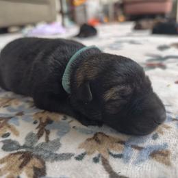 River - Sable female German Shepherd puppy in Southern Maryland, Maryland from Reddington Shepherds
