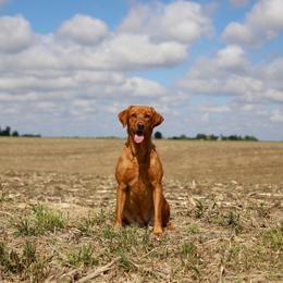 Violet - Labrador Retriever