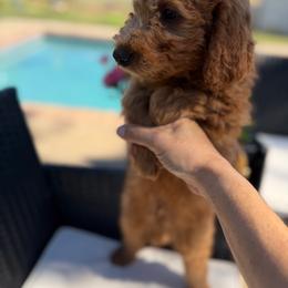White - Red  male Goldendoodle puppy in Shingle Springs, California from California Double Doodles