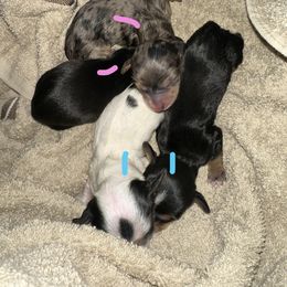 Dachshund Puppies from Doxi Delights