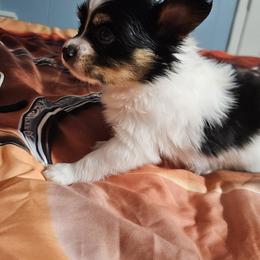 Rusty - White black and tan male Papillon puppy in Fulton, Missouri from Papillon Love