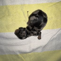 Ember - Dapple female Dachshund puppy in Hilliard, Florida from Wiggle Weens