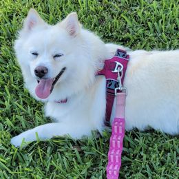 Pomskies from Earth Angels