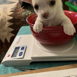 Chihuahua Puppies from Four-Zero Six Chihuahua’s